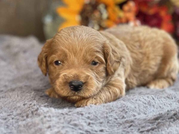 Perry - Teacup Goldendoodle Boy - Image 5