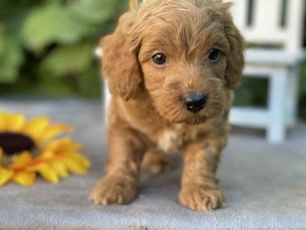 Perry - Teacup Goldendoodle Boy - Image 19