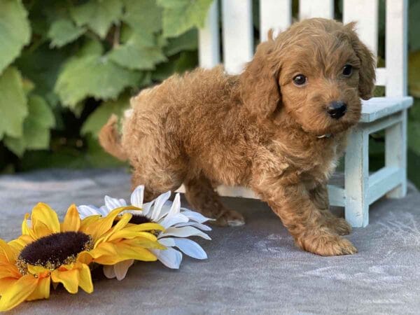 Perry - Teacup Goldendoodle Boy - Image 17