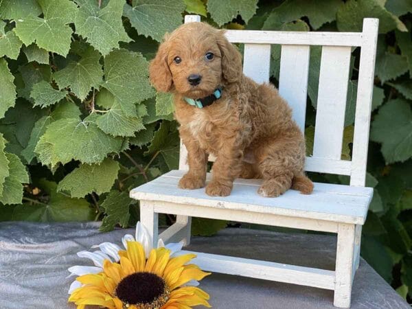 Perry - Teacup Goldendoodle Boy - Image 16