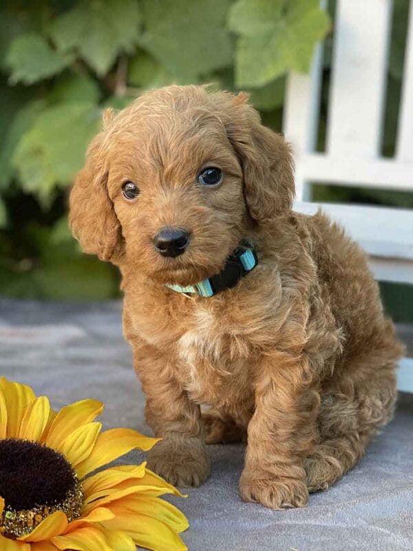 Perry - Teacup Goldendoodle Boy - Image 15