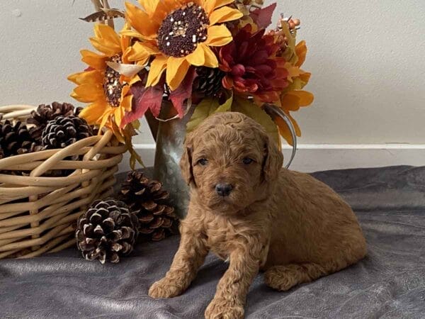Pete - Teacup Goldendoodle Boy - Image 7