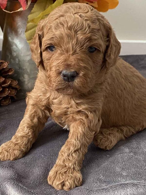 Pete - Teacup Goldendoodle Boy - Image 5