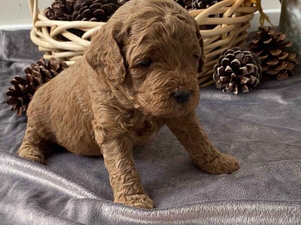 Pete - Teacup Goldendoodle Boy - Image 3