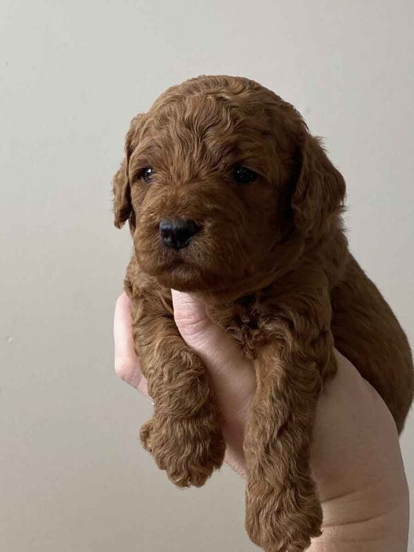 Pete - Teacup Goldendoodle Boy - Image 2