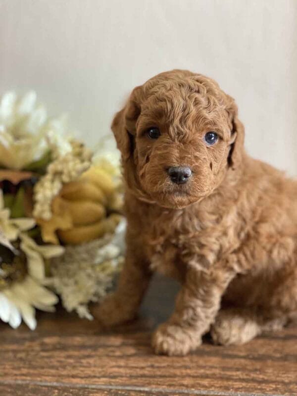 Pete - Teacup Goldendoodle Boy - Image 12