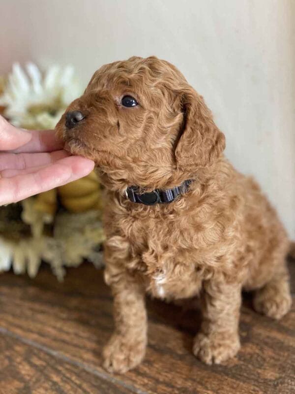 Pete - Teacup Goldendoodle Boy - Image 11