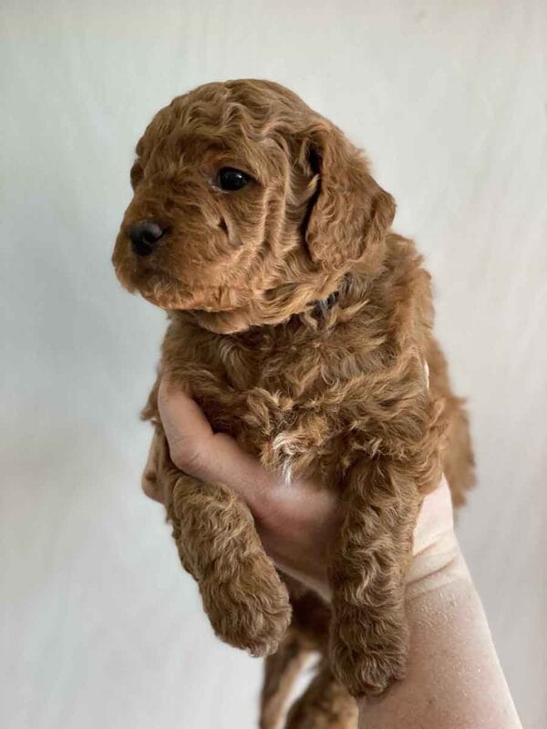 Pete - Teacup Goldendoodle Boy - Image 8