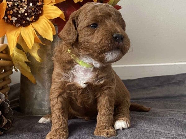 Pluto - Teacup Goldendoodle Boy - Image 12