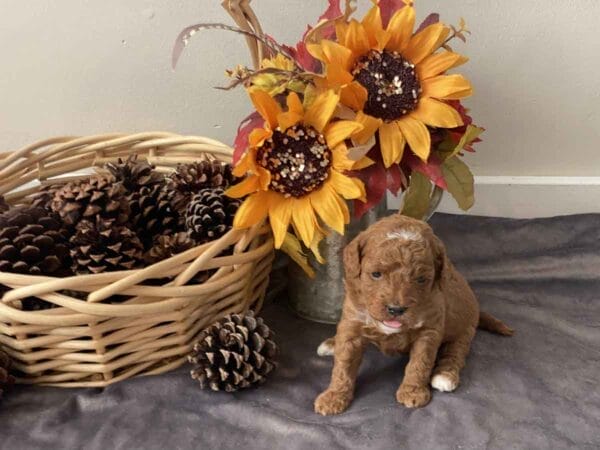 Pluto - Teacup Goldendoodle Boy - Image 11