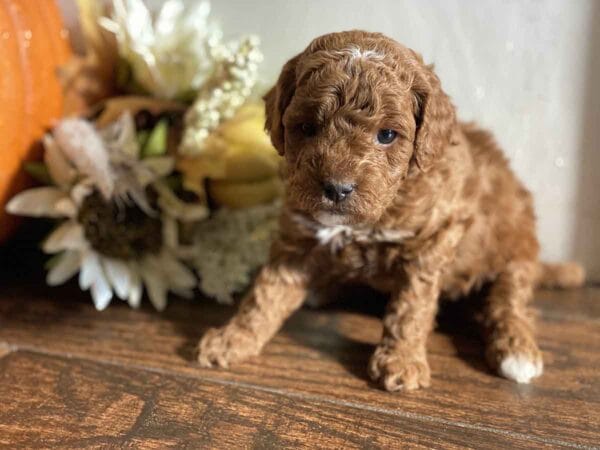 Pluto - Teacup Goldendoodle Boy - Image 21