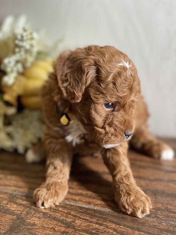 Pluto - Teacup Goldendoodle Boy - Image 20