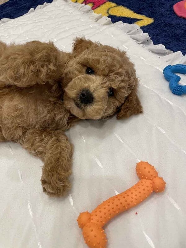 Remy - Teacup Labradoodle Boy - Image 9