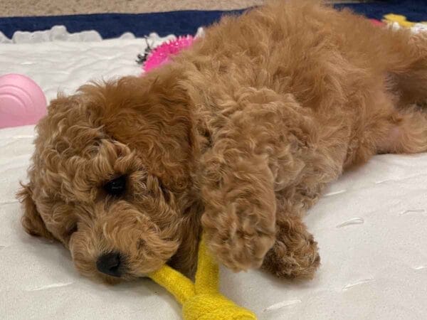 Remy - Teacup Labradoodle Boy - Image 7