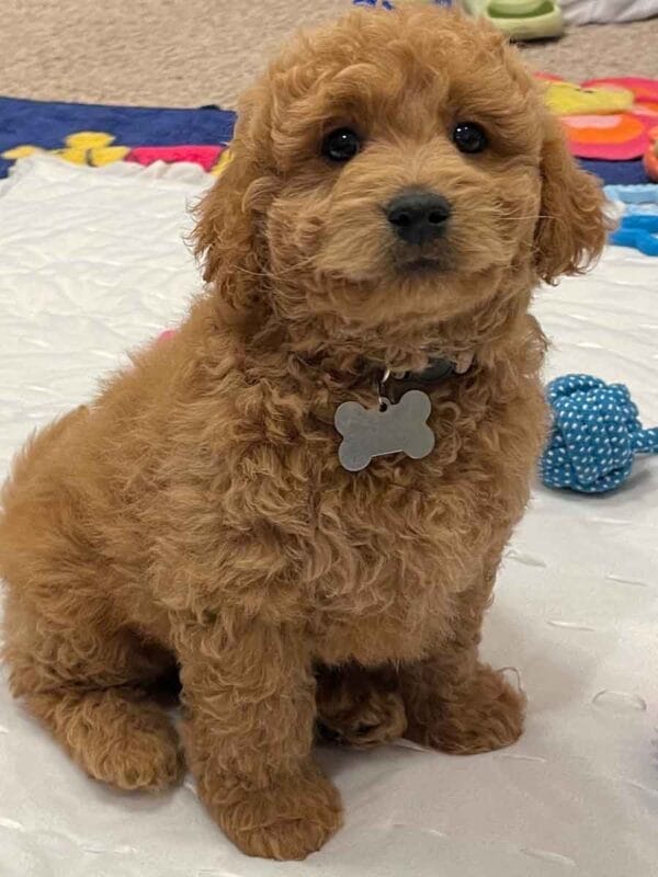 Winston - Toy Labradoodle Boy - Image 8