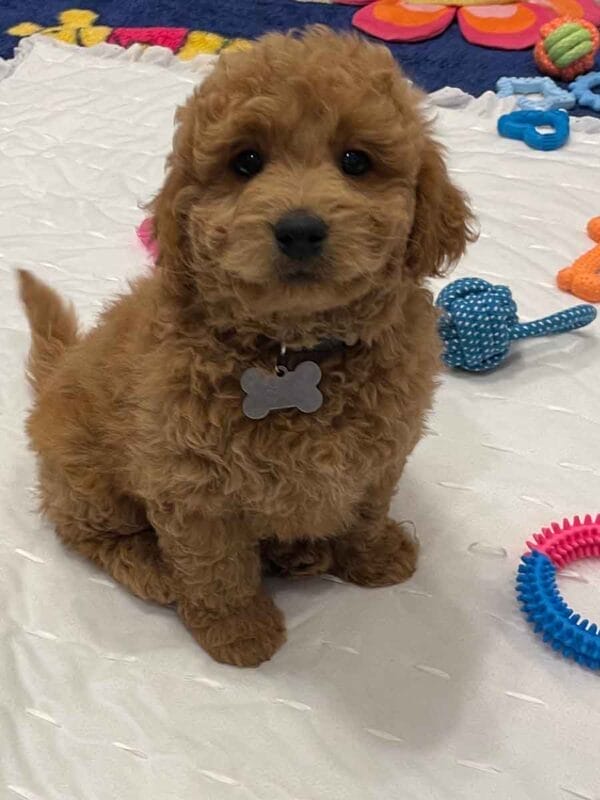 Winston - Toy Labradoodle Boy - Image 7