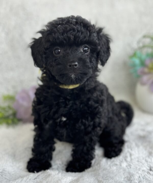 Belle - Micro Labradoodle Girl - Image 13