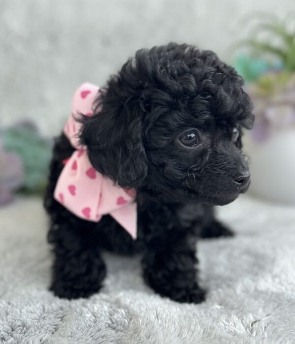 Pixie - Micro Labradoodle Girl - Image 16