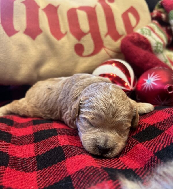 Ivy - Toy Goldendoodle Girl - Image 4