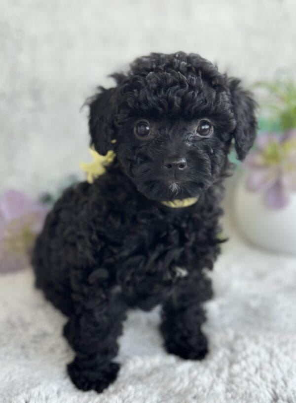 Belle - Micro Labradoodle Girl - Image 12