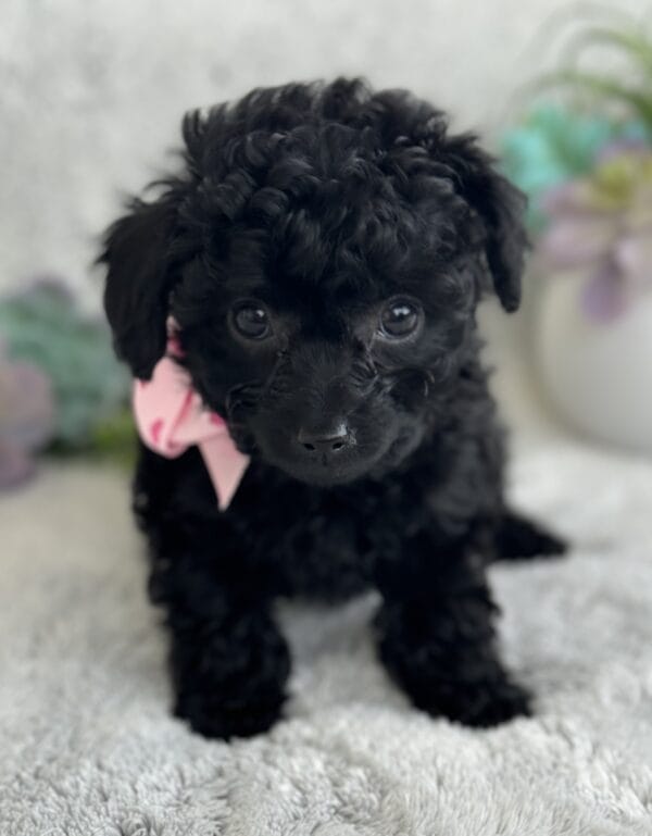 Pixie - Micro Labradoodle Girl - Image 15