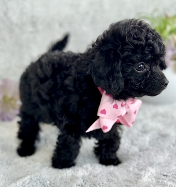 Pixie - Micro Labradoodle Girl - Image 18