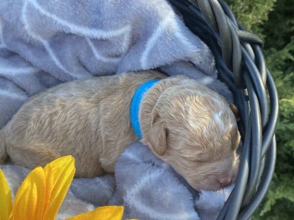 Blaze - Teacup Labradoodle Boy - Image 3