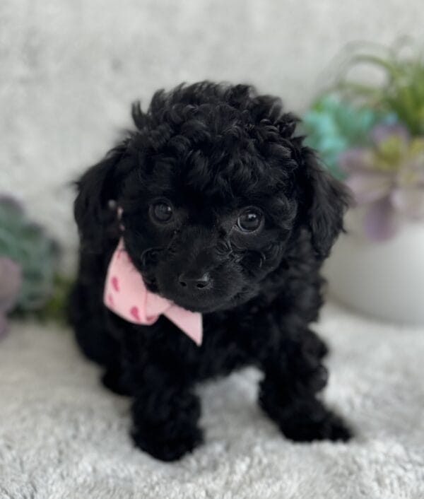 Pixie - Micro Labradoodle Girl - Image 17