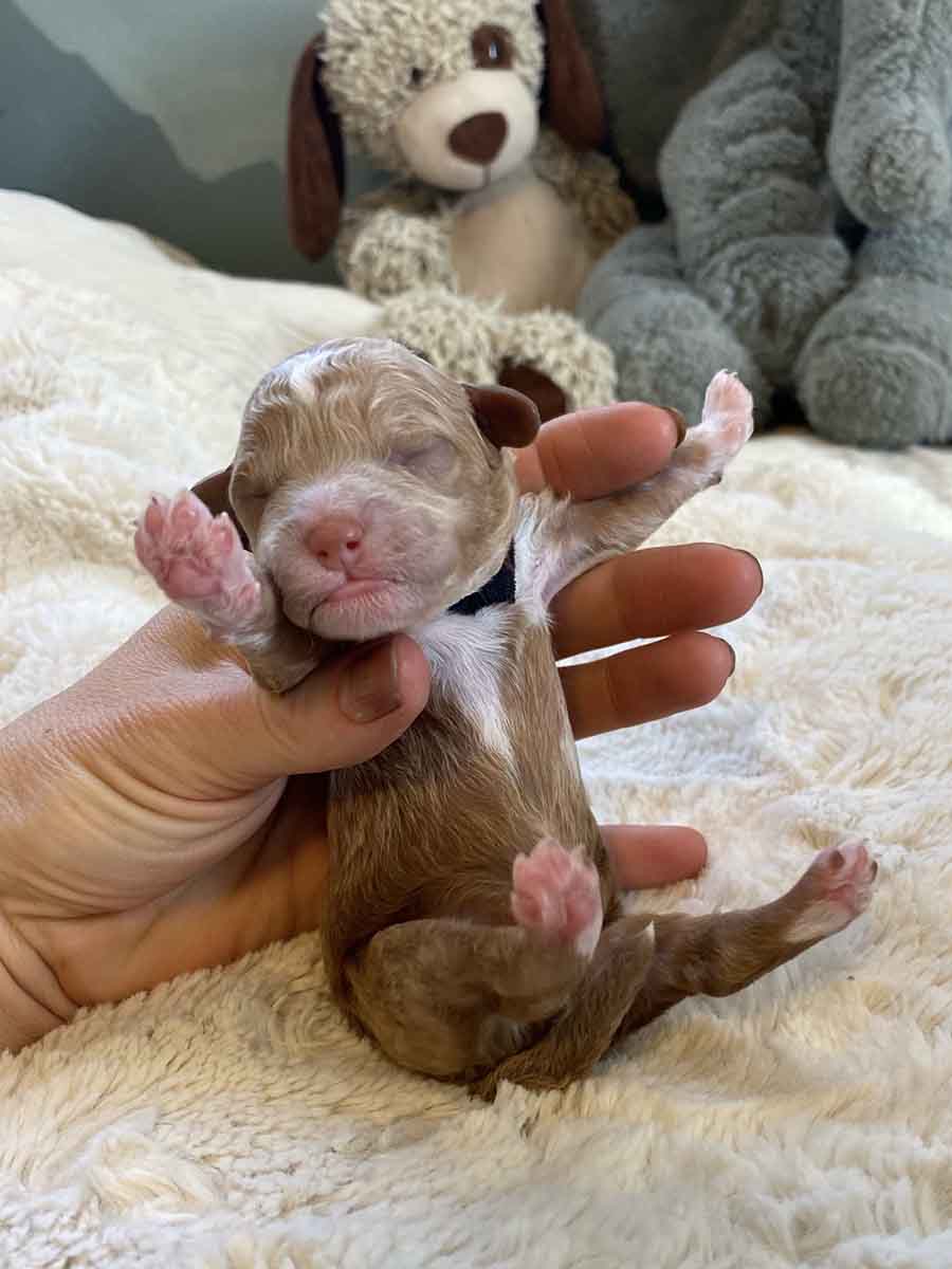 Coal - Micro Cavapoo Boy - Image 2