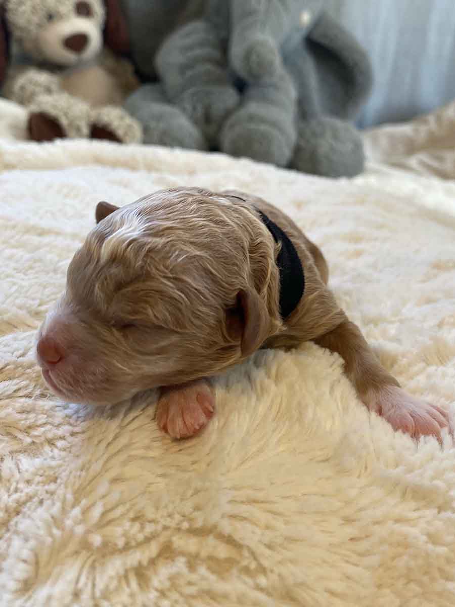 Coal - Micro Cavapoo Boy - Image 4