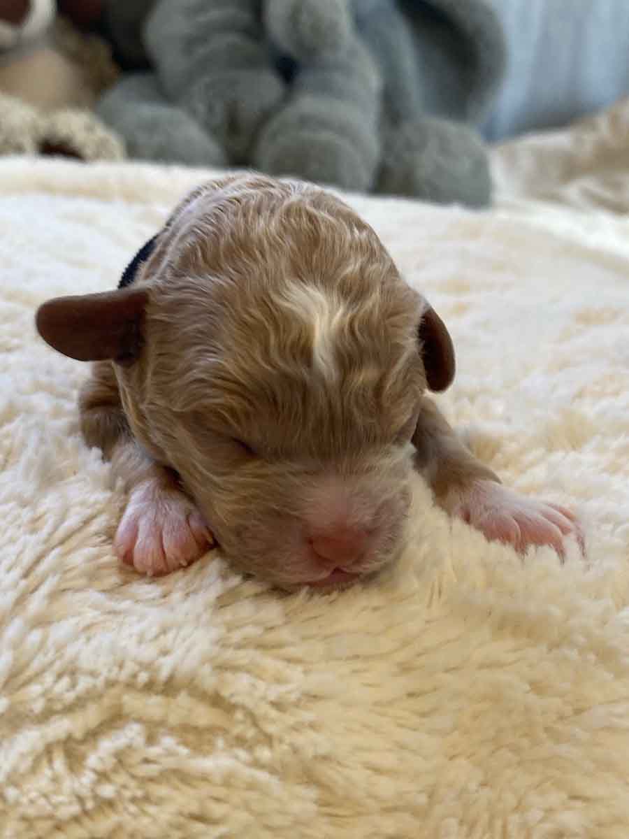 Coal - Micro Cavapoo Boy - Image 3