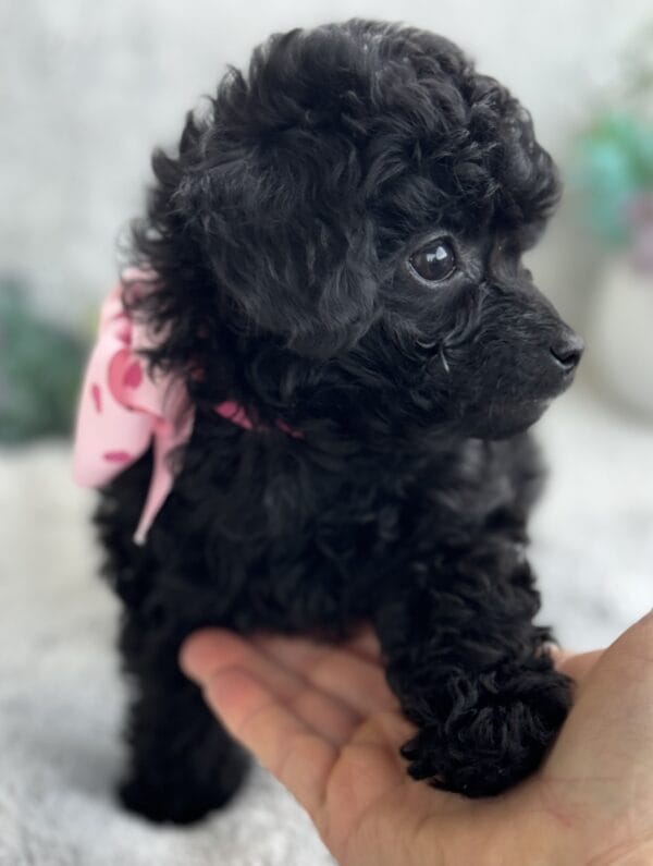 Pixie - Micro Labradoodle Girl - Image 19