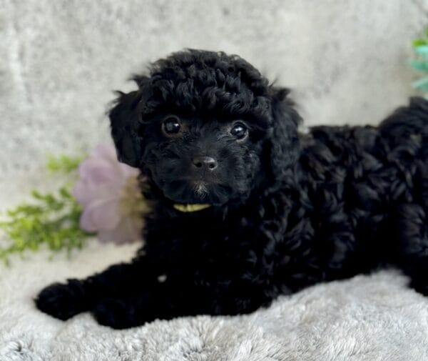 Belle - Micro Labradoodle Girl - Image 10