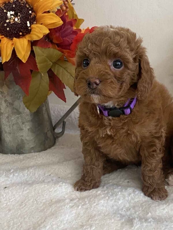 Daisy - Teacup Goldendoodle Girl - Image 22