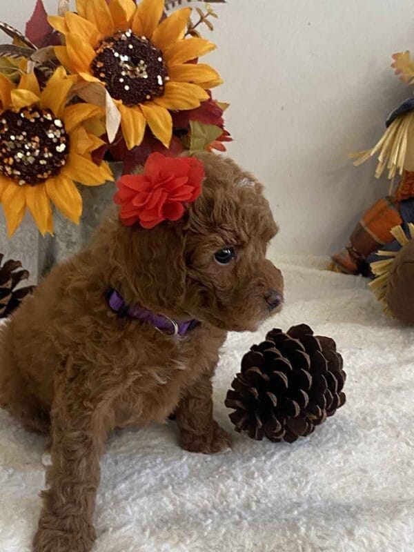 Daisy - Teacup Goldendoodle Girl - Image 20