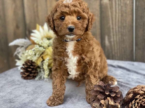 Donald - Teacup Goldendoodle Boy - Image 19
