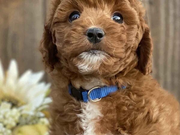 Donald - Teacup Goldendoodle Boy - Image 23