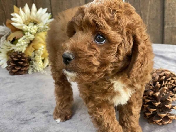 Donald - Teacup Goldendoodle Boy - Image 21