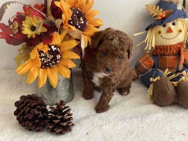 Donald - Teacup Goldendoodle Boy - Image 17