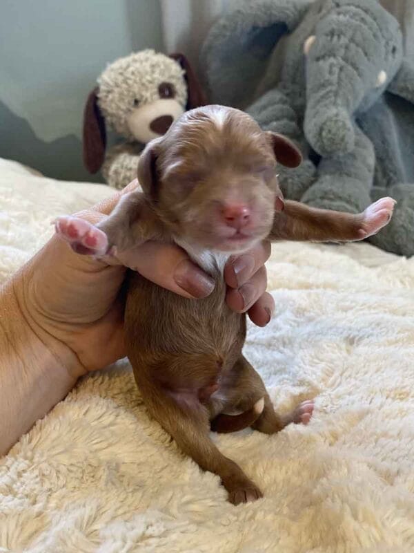 Elf - Micro Cavapoo Boy - Image 5