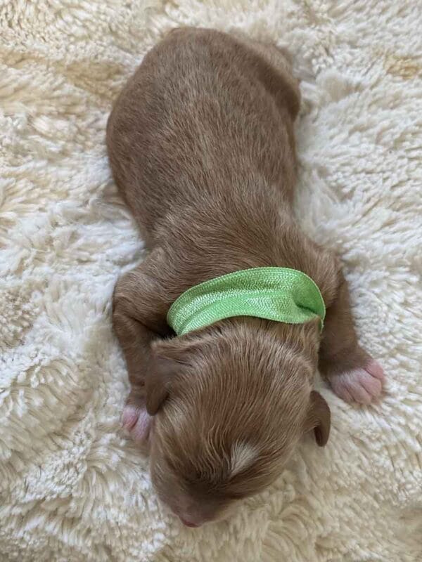 Elf - Micro Cavapoo Boy - Image 4