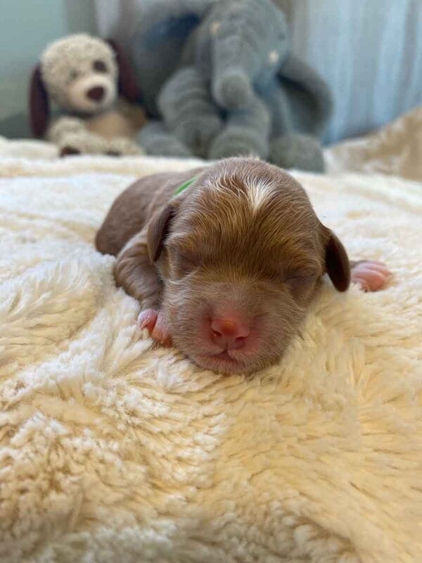 Elf - Micro Cavapoo Boy