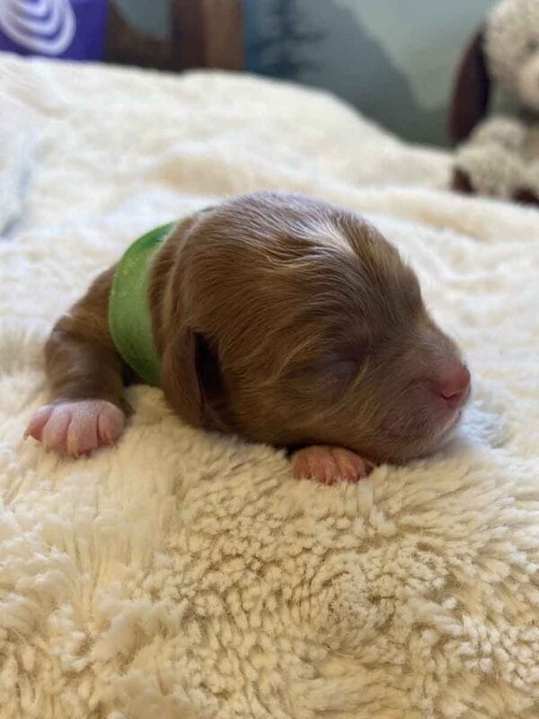 Elf - Micro Cavapoo Boy - Image 2