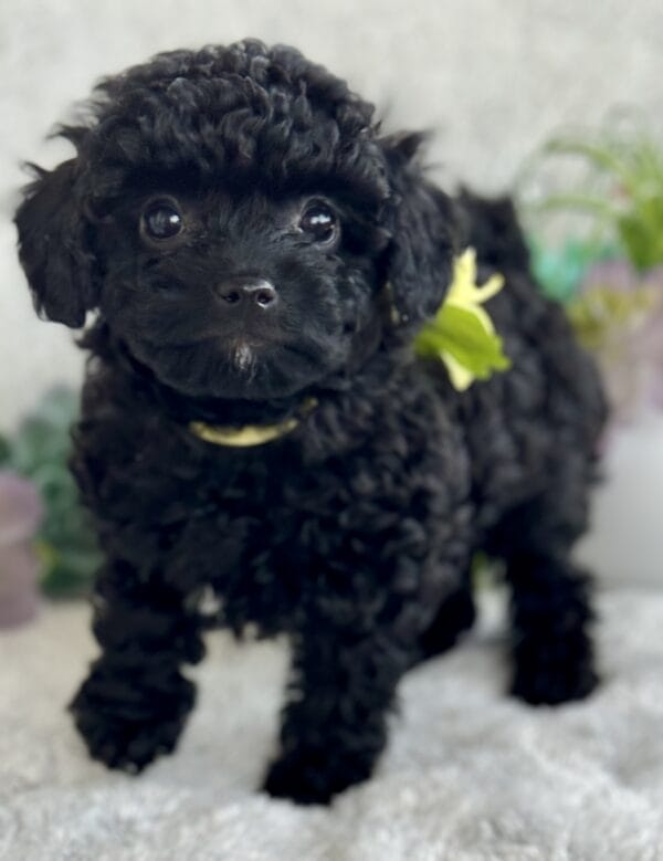 Belle - Micro Labradoodle Girl - Image 11