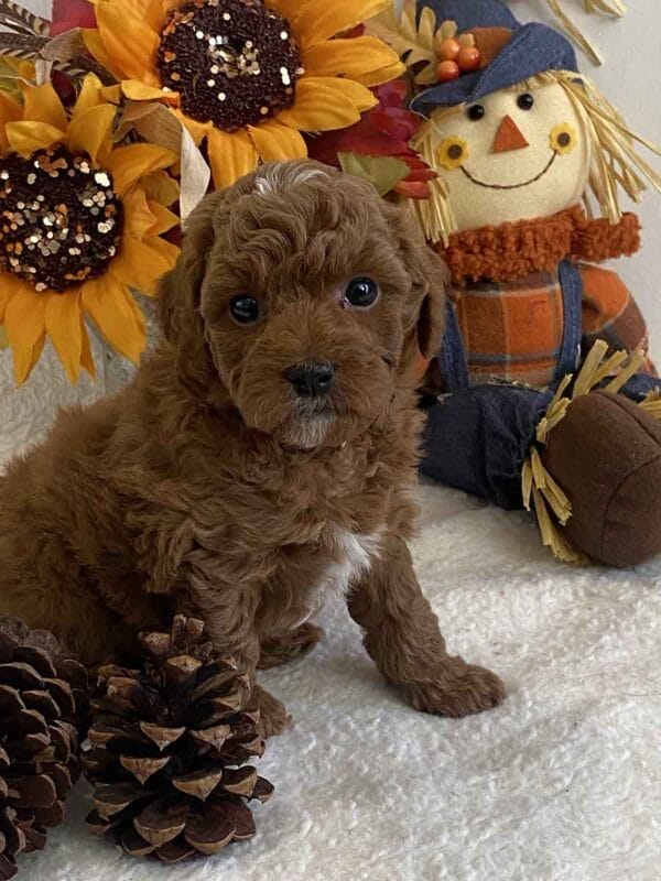 Goofy - Teacup Goldendoodle Boy - Image 24