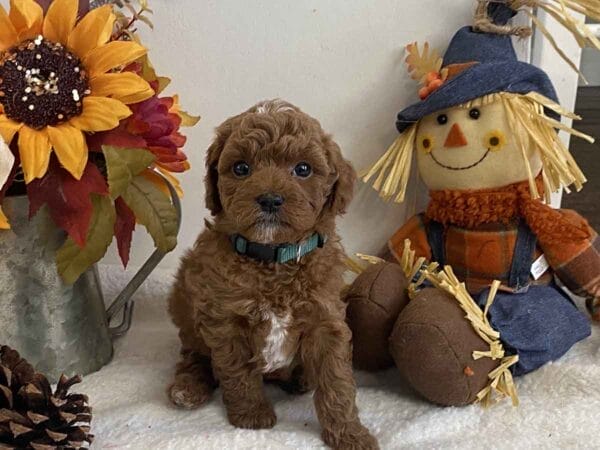 Goofy - Teacup Goldendoodle Boy - Image 23