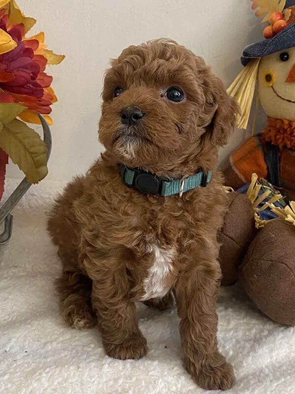 Goofy - Teacup Goldendoodle Boy - Image 22