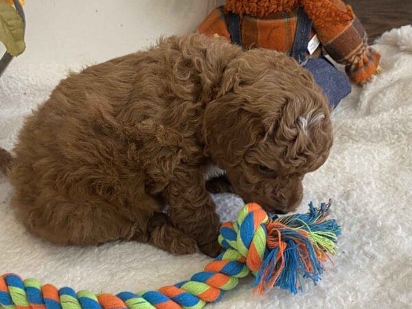 Goofy - Teacup Goldendoodle Boy - Image 21