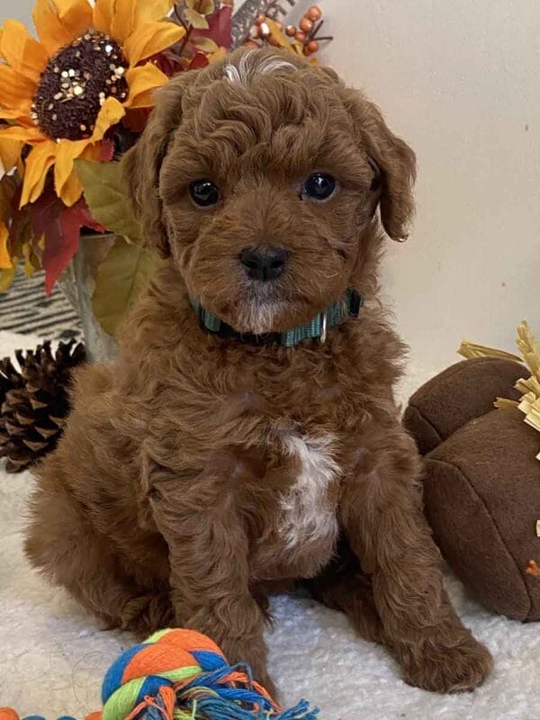 Goofy - Teacup Goldendoodle Boy - Image 20