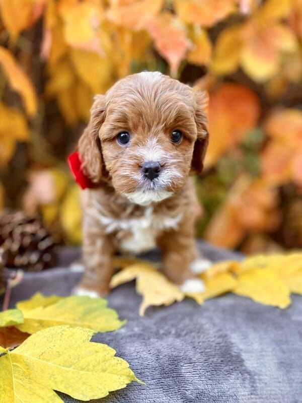 Smarty - Teacup Cavapoo Boy - Image 19